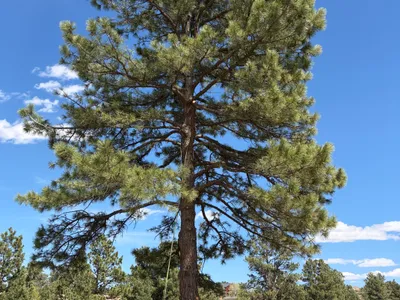 Tree care trimming Douglas County