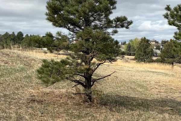 Professional tree trimming in Stroh Ranch – Farr Arbor at work