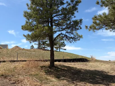 Tree trimming Stroh Ranch Parker CO