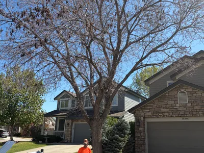 Tree removal near home Douglas County