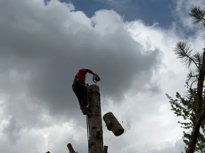 Log dropping during tree removal Parker CO