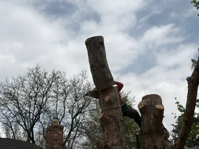Climber cutting pine tree removal Stroh Ranch Parker CO