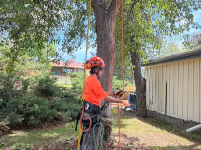 Arborist in rigging gear performing tree removal near house Parker CO