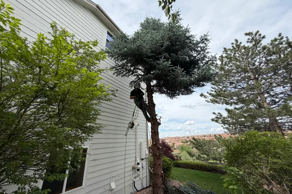 Professional tree removal in Parker, CO – Farr Arbor crew at work