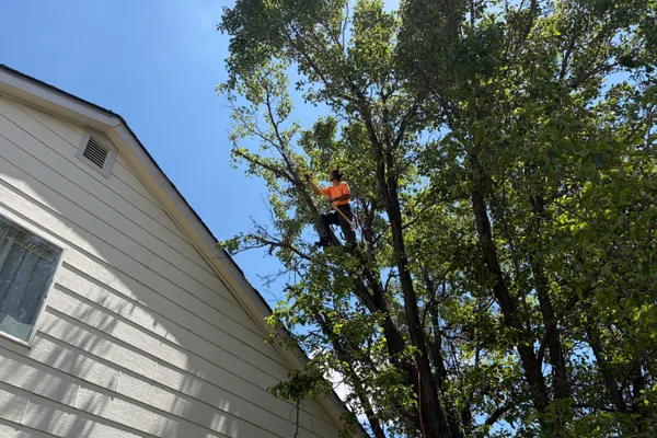 Professional tree trimming in Parker, CO – Farr Arbor arborist at work