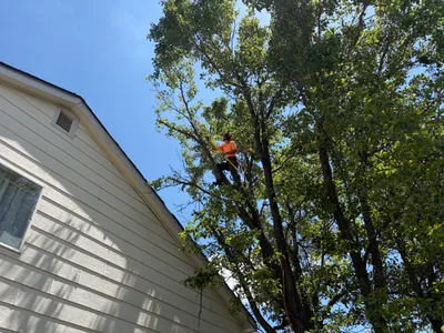 Climber trimming tree near roofline The Pinery CO