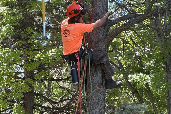 Professional tree trimming in The Pinery – Farr Arbor at work