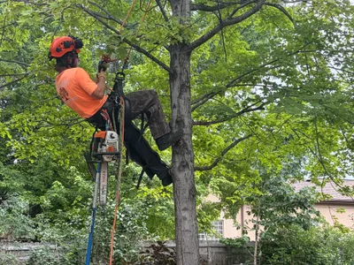 Climber with chainsaw trimming deciduous tree canopy Douglas County