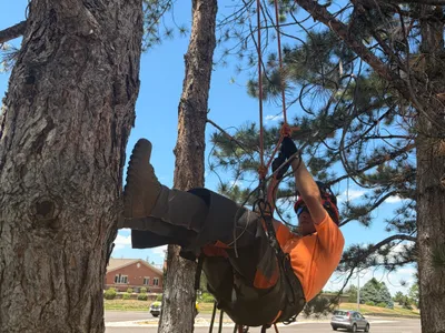Arborist climbing pine tree for trimming Parker CO