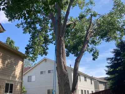 Tree rigging removal between homes Douglas County CO