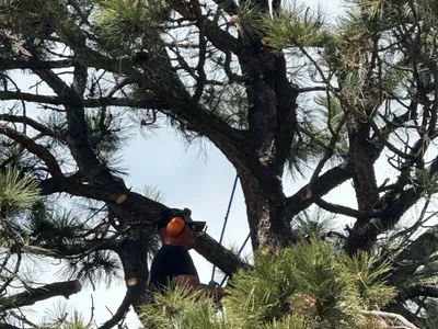 Tree maintenance Parker CO