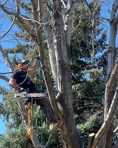 Arborist with chainsaw working through rigging in tree canopy