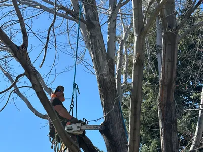 Canopy tree removal Douglas County CO