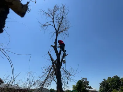 Climber at top of dead tree removal Pradera Parker CO