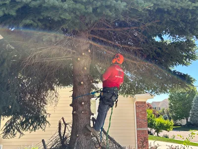 Climber cutting dead pine near spruce trees Douglas County CO