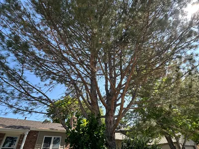 Before tree trimming Stonegate Parker