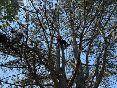 Tree trimming in progress Stonegate