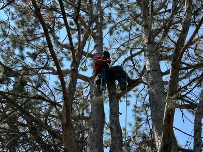 Tree trimming results Parker CO