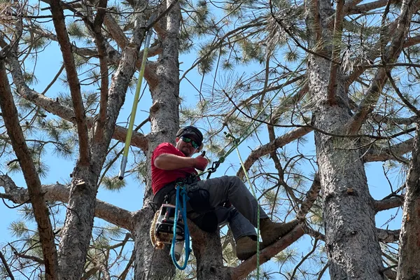 Professional tree removal in Meridian Village – Farr Arbor crew at work