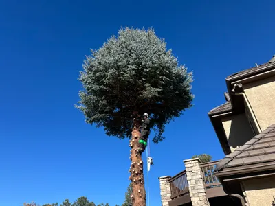 Climber removing large blue spruce near home Douglas County