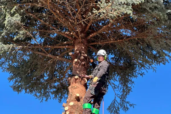 Professional tree removal in The Timbers – Farr Arbor crew at work