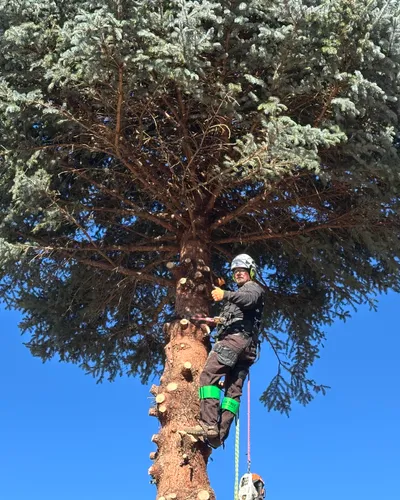 Arborist climbing a blue spruce for removal