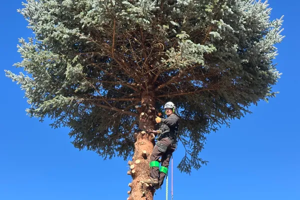 Professional tree removal in Stroh Ranch – Farr Arbor crew at work