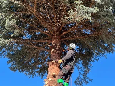 Emergency tree removal Parker CO