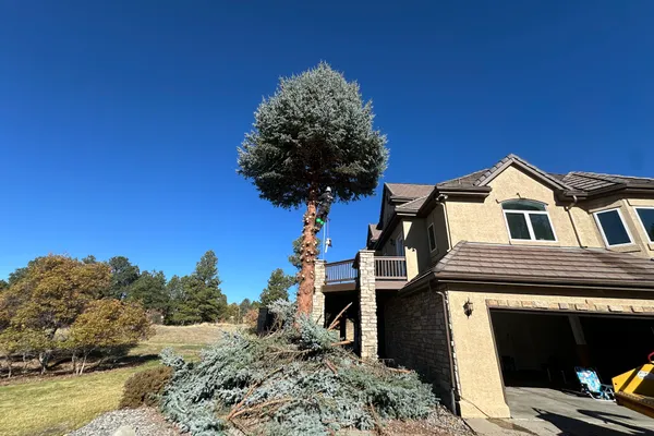 Professional tree removal in Pradera – Farr Arbor crew at work
