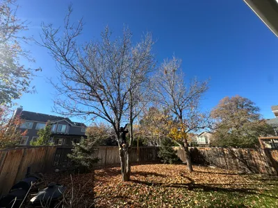 Fall tree removal backyard Parker CO