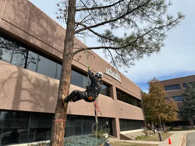 Tree climber ascending for commercial tree removal Parker CO