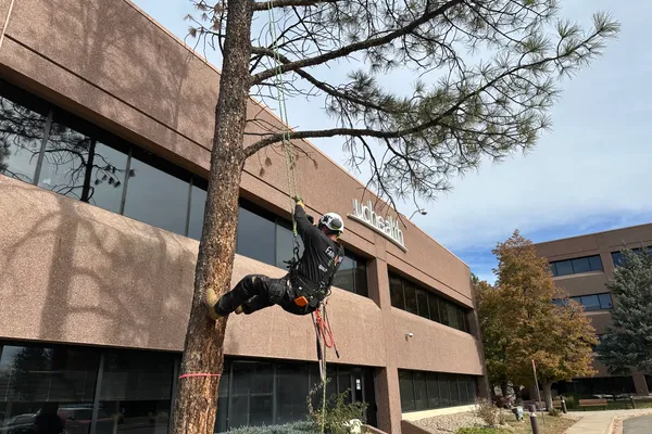 Professional tree trimming in Stonegate – Farr Arbor at work