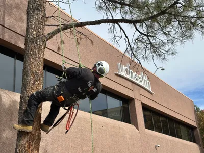 Preventive pruning Douglas County