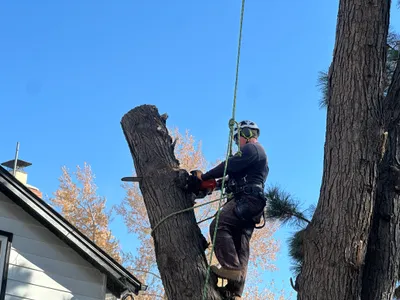Storm tree removal Douglas County