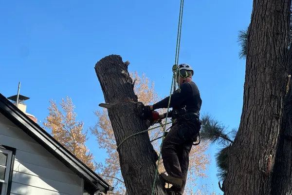 Storm damage tree removal in Parker, CO – Farr Arbor crew clearing fallen tree