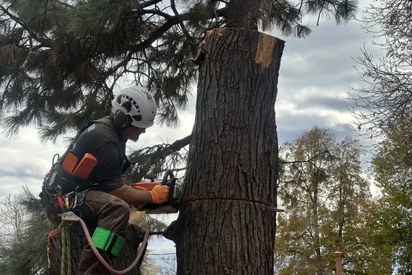 Emergency tree removal in Parker, CO – Farr Arbor rapid response