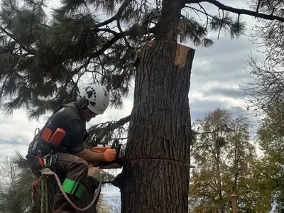 Hazardous tree removal Douglas County