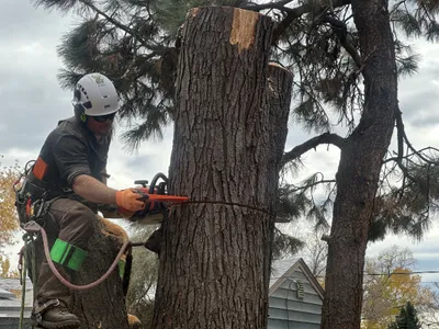 Dead tree emergency removal Parker
