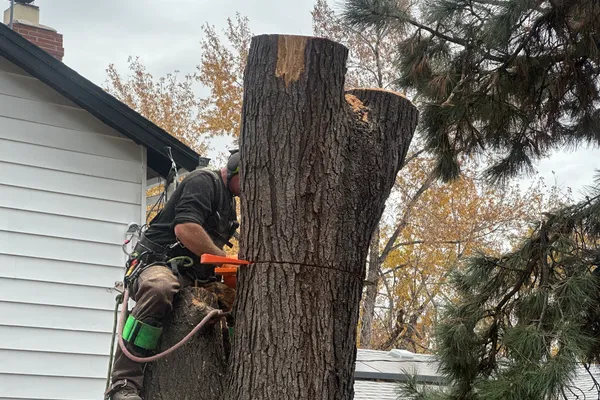 Professional tree removal in Stonegate – Farr Arbor crew at work