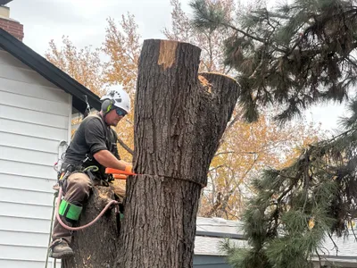 Tree removal in Stonegate Parker CO