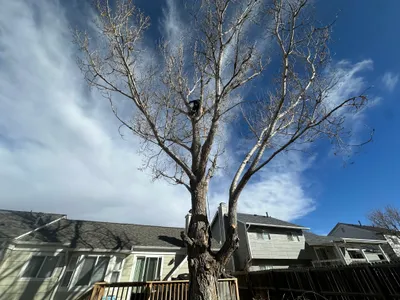 Dead cottonwood hazard tree removal Parker neighborhood