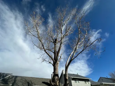 Farr Arbor truck and chipper at residential tree removal Parker CO