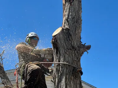 Close-up arborist cutting tree trunk with chainsaw Parker CO