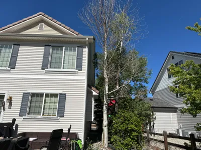 Dead tree removal between residential homes Parker CO