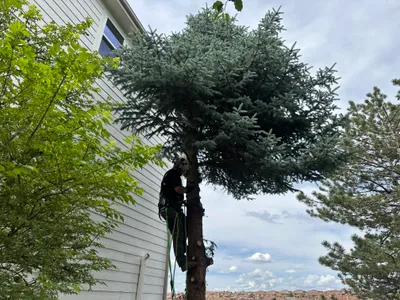 Emergency tree removal Parker CO