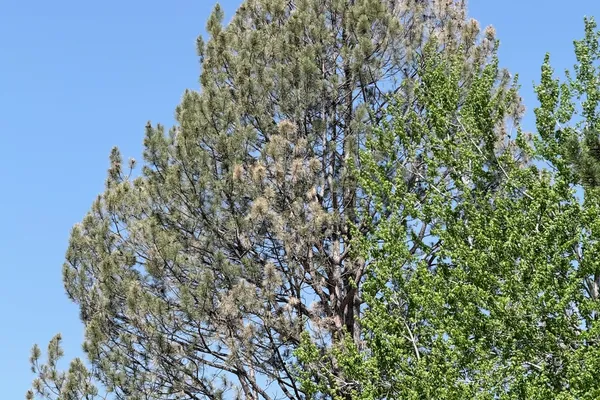 Professional tree care assessment in Parker, CO – Farr Arbor