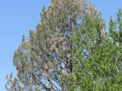 Tree health assessment Parker CO