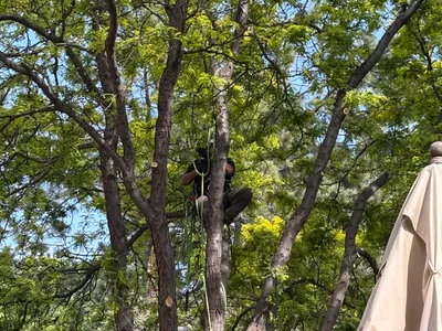 Arborist working in pine canopy during tree trimming Parker CO