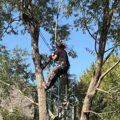 Jeff Farr - Professional Arborist