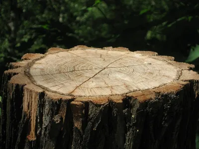 Stump grinding service Parker CO